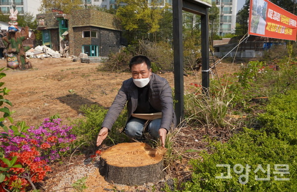 주민 정성용씨가 벌목된 벚나무의 밑동을 가리키고 있다.