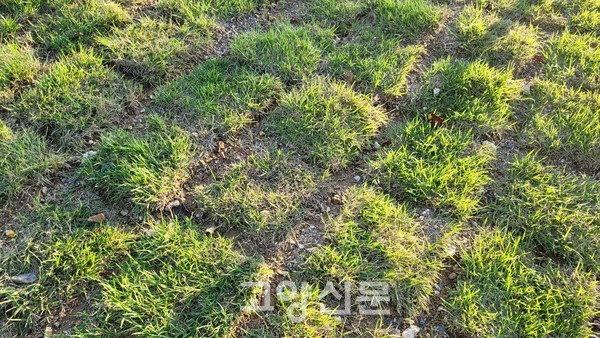 ▲ 얼만 전 식재된 잔디가 최근 온 많은 비로 잘 자랐다. [사진=이성오 기자]