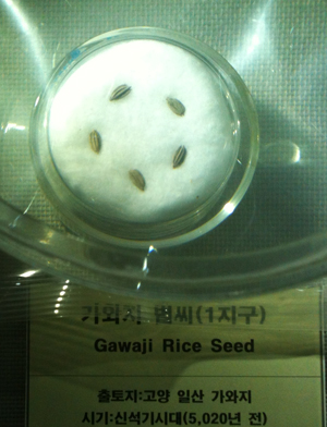 거친 단면의 소지경, ‘재배벼’ 결정적 증거