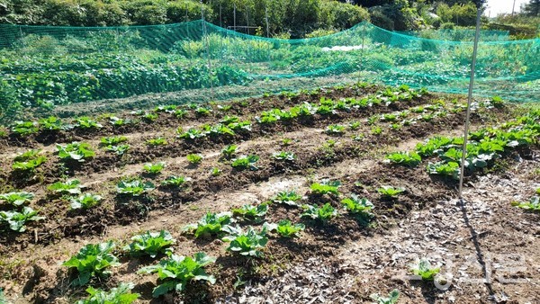 ▲ 배추밭 모습. 이런저런 작물들의 수확이 어려워지면서 요즘은 김장농사에 한껏 공을 들이고 있다.