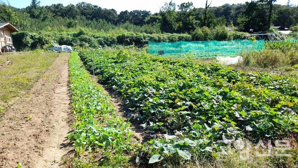 ▲ 사진 왼쪽이 총각무, 오른쪽이 고구마밭이다.