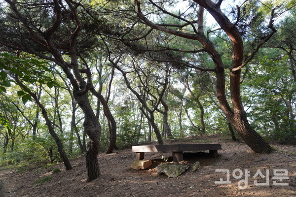 박달산 능선길의 소나무 그늘 쉼터. 