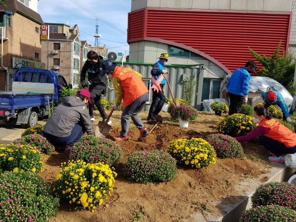 마을 입구 화단에 국화 심기 이외에도 도로변과 골목길 무단투기 쓰레기 수거작업 등도 펼쳤다. 