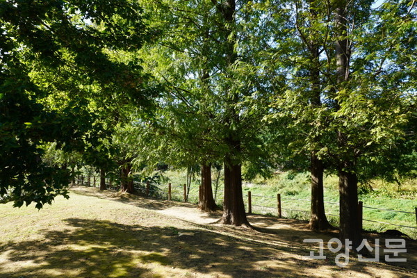 피크닉장 바로 옆 대화천을 따라 늘어선 메타세쿼이아 