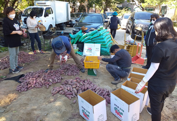 고구마를 캐고 포장한 효자동 직능단체 위원들