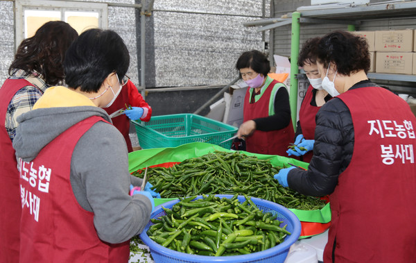 지도농협 농가주부모임은 고추 꼭지 하나하나를 정성스럽게 다듬어 고추간장절임을 만들었다.