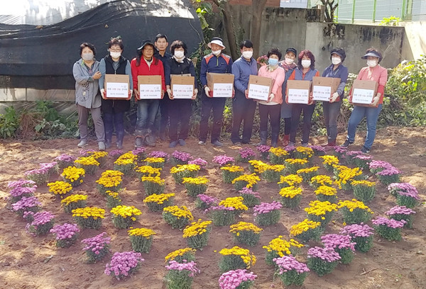 행신1동 주민자치위원회가 고구마를 캠 밭에 국화를 식재해 아름다운 꽃밭으로 변신시켰다.