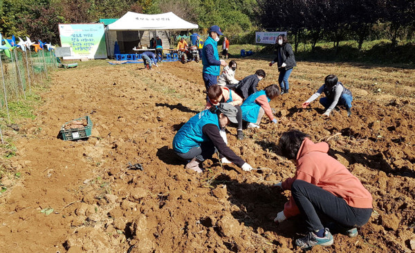 중산동 주민자치위원회가 고구마를 수확해 지역의 어려운 이웃을 돕고 있다.