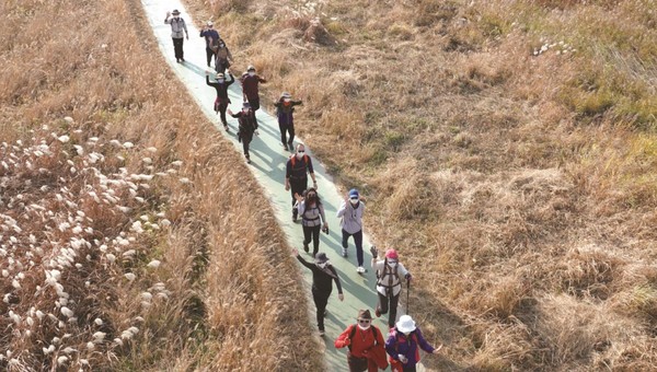 창릉천 갈대밭 구간을 통과하고 있는 참가자들.