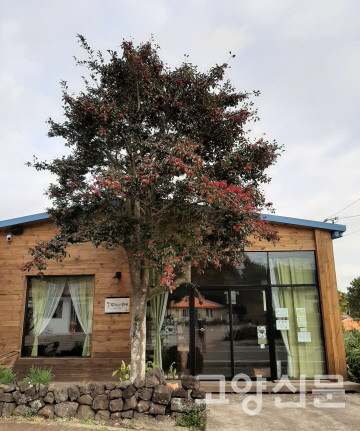 1월 말 제주도에서 만난 먼나무. "저 나무가 뭔 나무요."라고 물으면 "먼나무"라는 우스갯소리가 있다. [사진=김윤용]