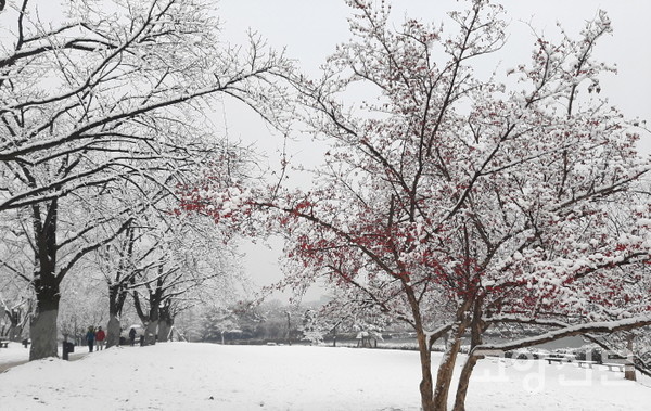 12월 13일(일) 겨울 가뭄 속에 호수공원에 내린 서설. 흰눈 속에 돋보이는 산수유 빨간 열매 [사진=김윤용]