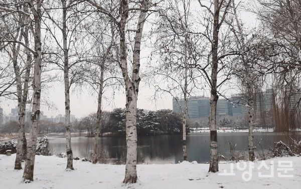 흰눈과 어울리는 흰색 수피. 호수공원 자작나무 [사진=김윤용]