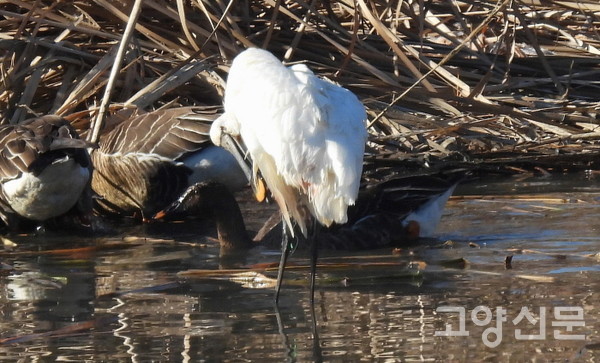 낚싯줄에 걸려 고통받는 노랑부리저어새. [사진=에코코리아]