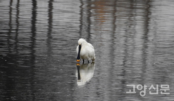 멸종위기야생생물 2급이자 천연기념물인 노랑부리저어새. 주걱처럼 생긴 부리 끝부분이 노란색이다. [사진=에코코리아]