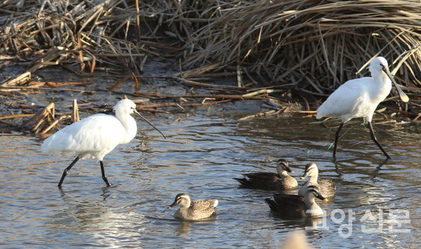 낚싯줄에 걸려서도 먹이잡이 행동을 하는 노랑부리저어새(오른쪽) [사진=에코코리아 김은정]