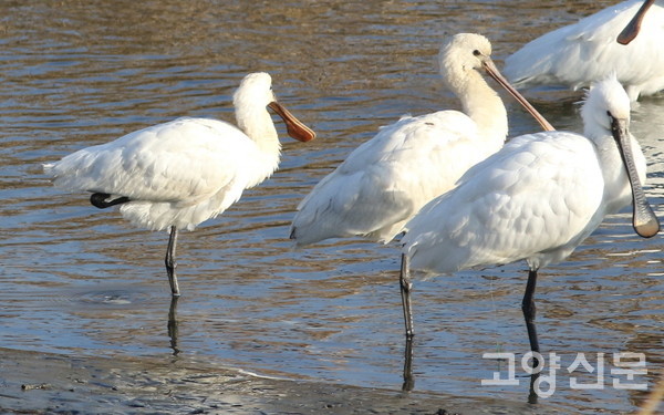 낚싯줄에 걸려서도 생존해 있는 노랑부리저어새 (오른쪽 끝) [사진=에코코리아 김은정]