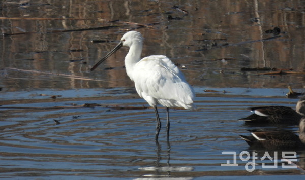 노랑부리저어새 아성조. 노랑부리저어새는 얼굴(뺨)이 검지 않아 여름철새인 저어새와 구별되는 겨울철새다. [사진=에코코리아]