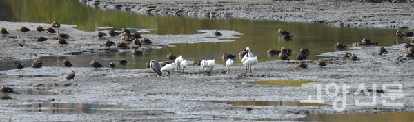 파주 출판단지 습지에서 목격된 노랑부리저어새 무리. [사진=에코코리아]