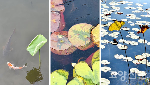 秋, 일산호수공원 연꽃호수(蓮池)의 가을 [사진=김기섭]