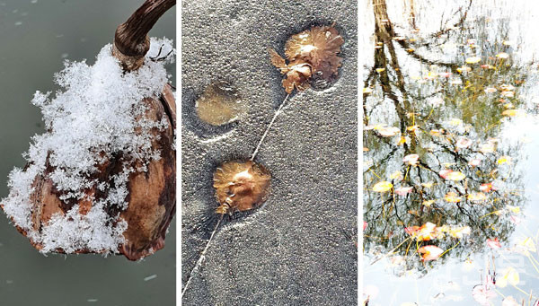 冬, 일산호수공원 연꽃호수(蓮池)의 겨울 [사진=김기섭]
