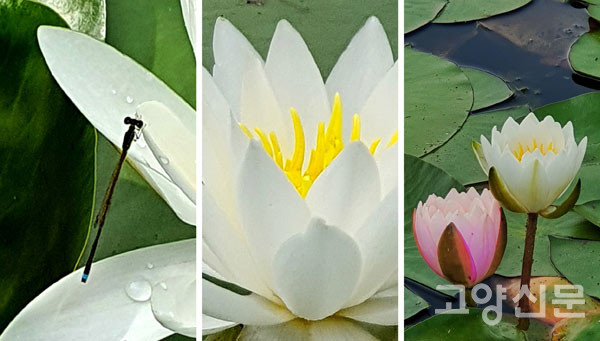 春, 일산호수공원 연꽃호수(蓮池)의 봄 [사진=김기섭]