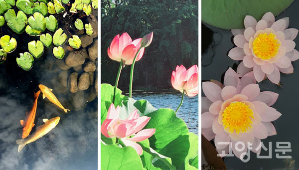 夏. 일산호수공원 연꽃호수(蓮池)의 여름 [사진=김기섭]