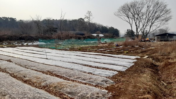 ▲ 농장에서 보내는 이번 겨울은 코로나19로 사람 만나기가 쉽지 않아 유난히 길고 지루하다.