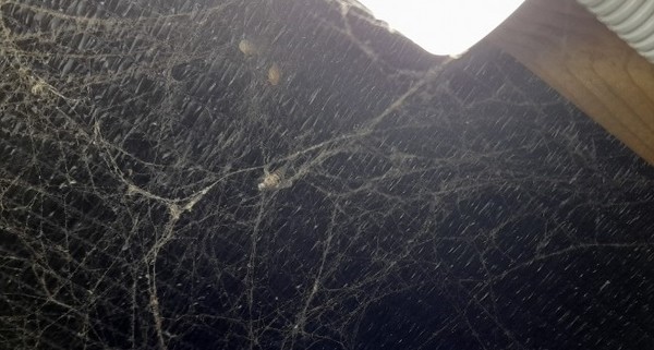 ▲ 길고 지루한 겨울을 보내는 농장 지킴이에게 어린 거미의 발견은 반가운 손님을 맞이하는 것과 같은 기쁨이었다.