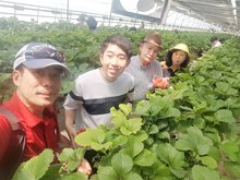 2017년 딸기농장에서 딸기 수확체험.