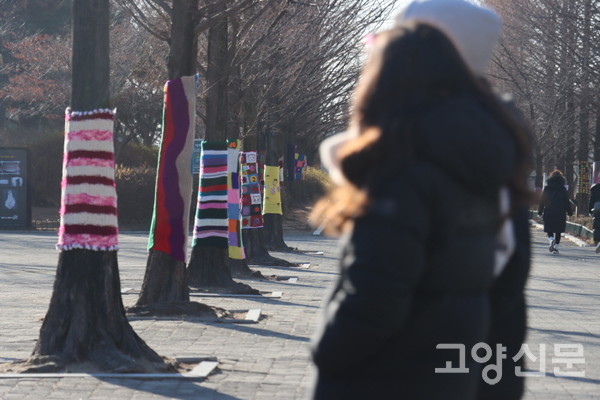 일산문화공원 가로수들이 알록달록 손뜨개옷을 입었다. [사진=권용찬]