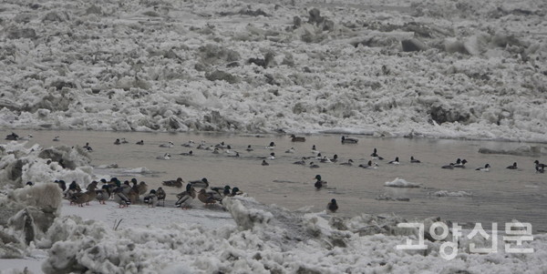 꽁꽁 언 강가의 겨울철새 청둥오리, 흰비오리, 흰뺨오리 [사진=에코코리아 김은정]