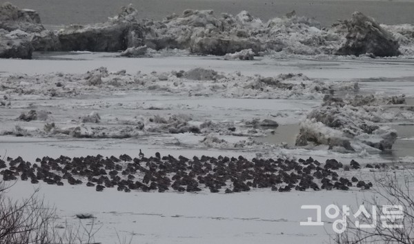 유빙 사이에서 잠을 자는 큰기러기 무리. [사진=에코코리아]
