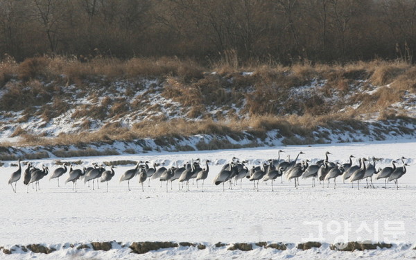 장항습지에서 월동하는 재두루미. [사진=에코코리아]