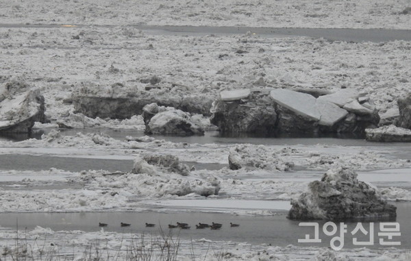 꽁공 언 유빙이 떠있는 한강과 장항습지. [사진=에코코리아]