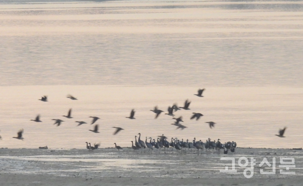 한강이 얼기 전 장항습지 재두루미 잠자리 모습. [사진=에코코리아]