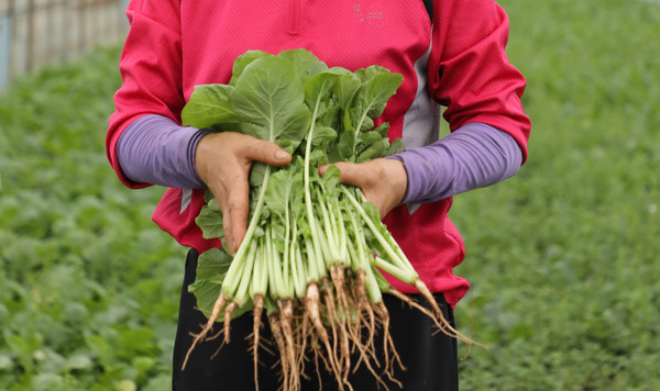 여성농업인 행복바우처 사업은 여성농업인의 삶의 질 향상과 사기진작을 도모하기 위해 진행된다.