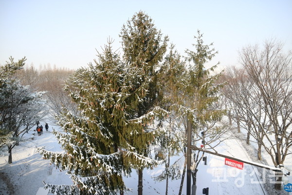 호수공원 호수교 옆에 있는 방범용 CCTV. 독일가문비나무와 함께 호수공원 산책자들을 지켜보고 있다.