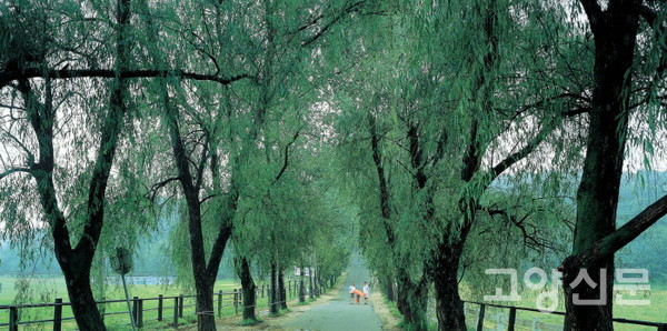 2000년대 초반의 풍경. 위쪽에는 미루나무와 은사시나무가, 아래쪽에는 버드나무류가 빼곡하게 줄지어 서 있다. 