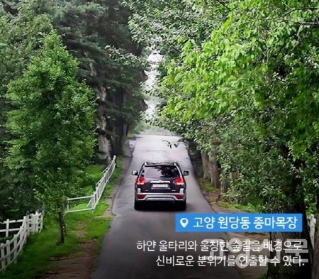 모 자동차회사의 잡지에 인증사진 명소로 소개된 서삼릉 미루나무길. 