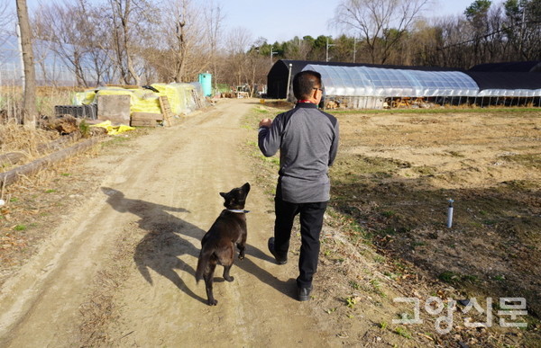 진돗개 흑구 강아지와 산책하는 임순형 대표