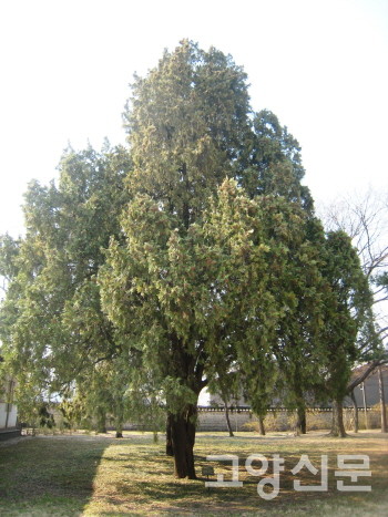 우리 선조들은 향이 좋고 늘푸른 나무여서 측백나무를 조경수나 생울타리로 많이 심었다. [사진=김윤용]
