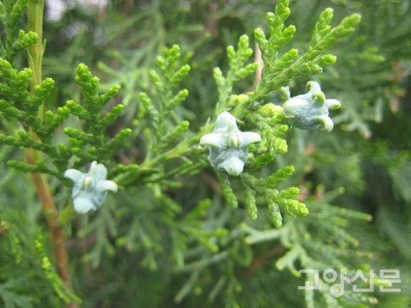 측백나무 잎과 열매. 비늘잎이고 열매에는 도깨비뿔 같은 돌기가 나온다. [사진=김윤용]