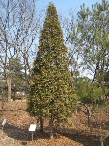 에메랄드 그린 트리와 닮은 서양측백나무. 원뿔 모양으로 멋있게 자라고 있다. [사진=김윤용]