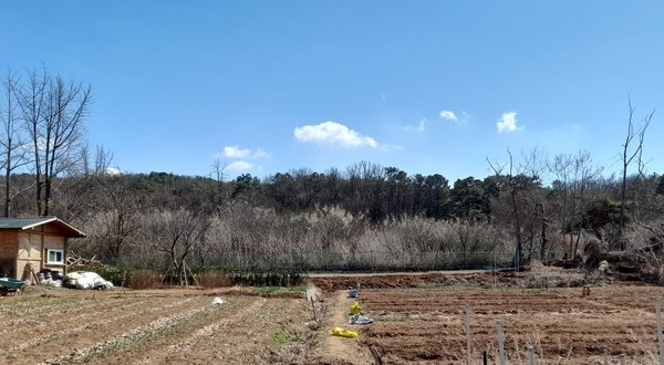 이웃 농가의 매실나무에는 매화가 만발했다.
