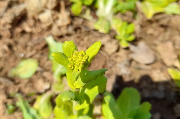 농장에 핀 얼갈이배추꽃.