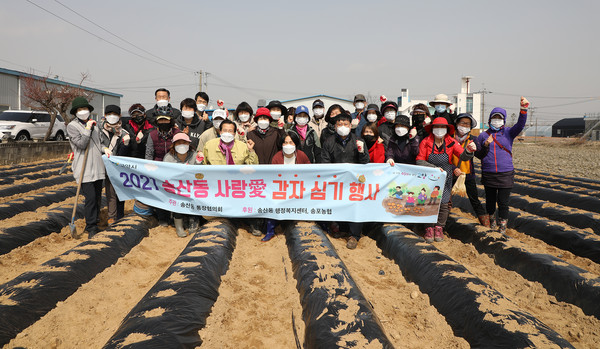 송산동 통장단과 공무원들이 송산동 사랑애 감자심기에 함께했다.