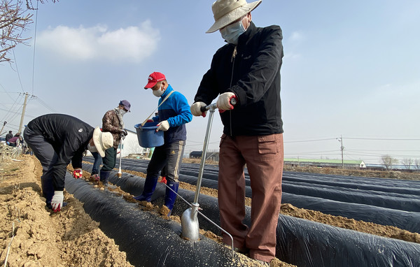오전 일찍부터 구멍파종기로 작업을 하며 씨감자를 넣고 있는 송산동 통장단.