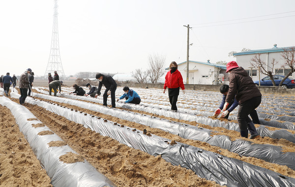 감자심기에는 50여명이 참여해 익숙하게 감자를 심었다.