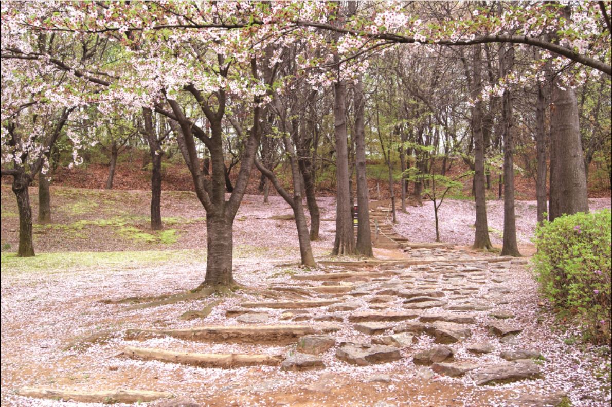 일산신도시에 남아있는 유일한 옛산인 정발산은 88m 낮은 뒷동산이지만 일산의 숨통 역할을 톡톡히 한다. 정발산이 없는 일산은 상상만해도 답답하고 삭막하다.