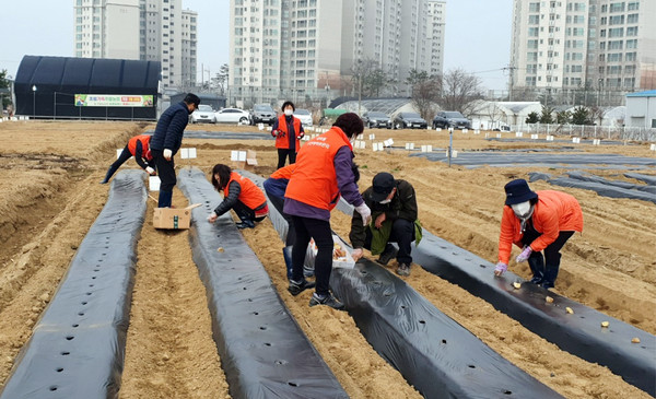 대화동 주민자치위원들이 감자를 심고 있다.